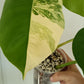 Monstera Aurea reserved for Danielle Boyd