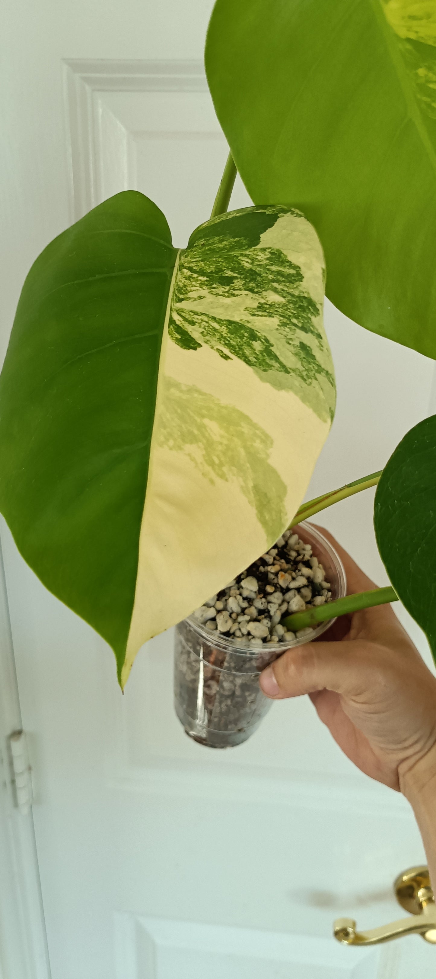 Monstera Aurea reserved for Danielle Boyd