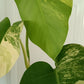 Monstera Aurea reserved for Danielle Boyd