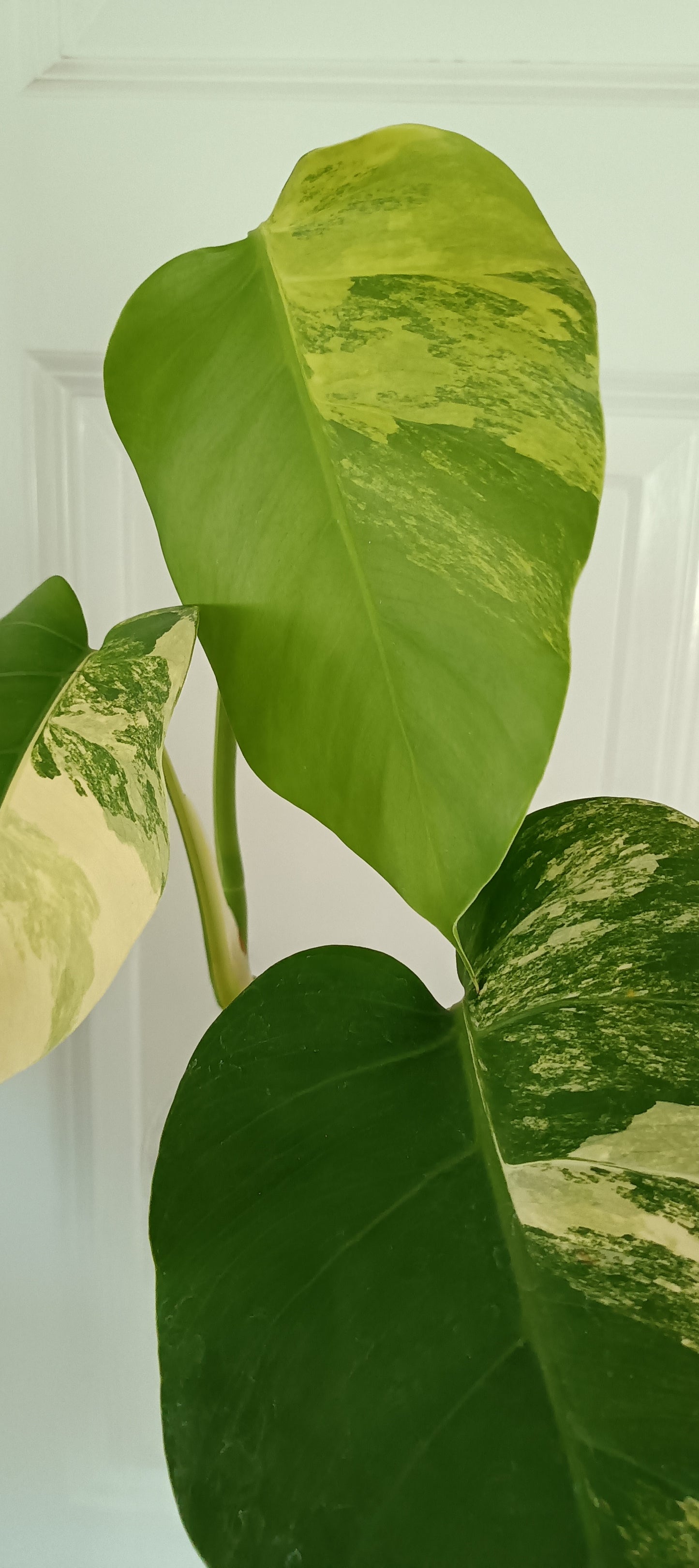 Monstera Aurea reserved for Danielle Boyd