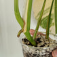 Monstera Aurea reserved for Danielle Boyd