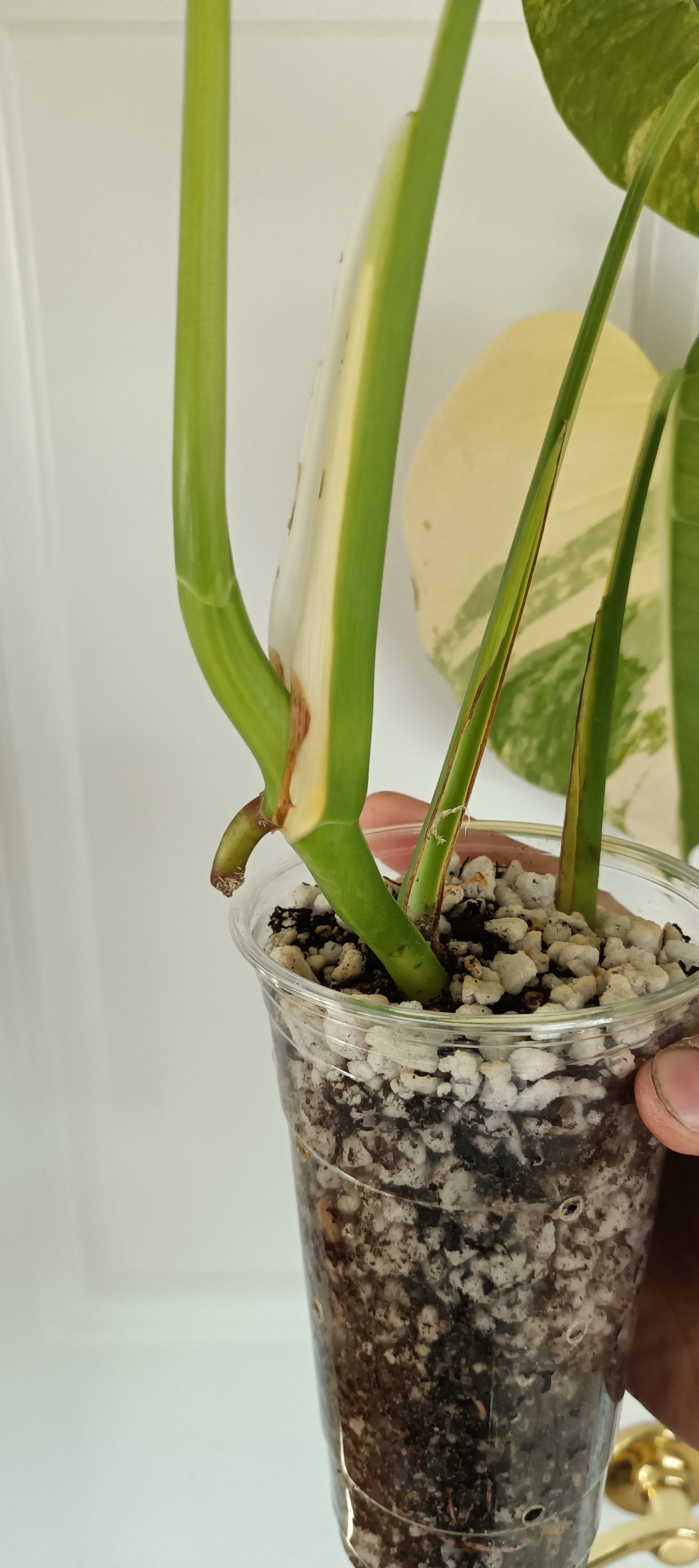 Monstera Aurea reserved for Danielle Boyd