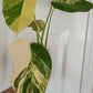 Monstera Aurea reserved for Kristen Erickson