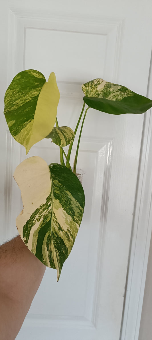 Monstera Aurea reserved for Kristen Erickson