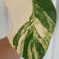 Monstera Aurea reserved for Kristen Erickson
