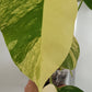 Monstera Aurea reserved for Kristen Erickson