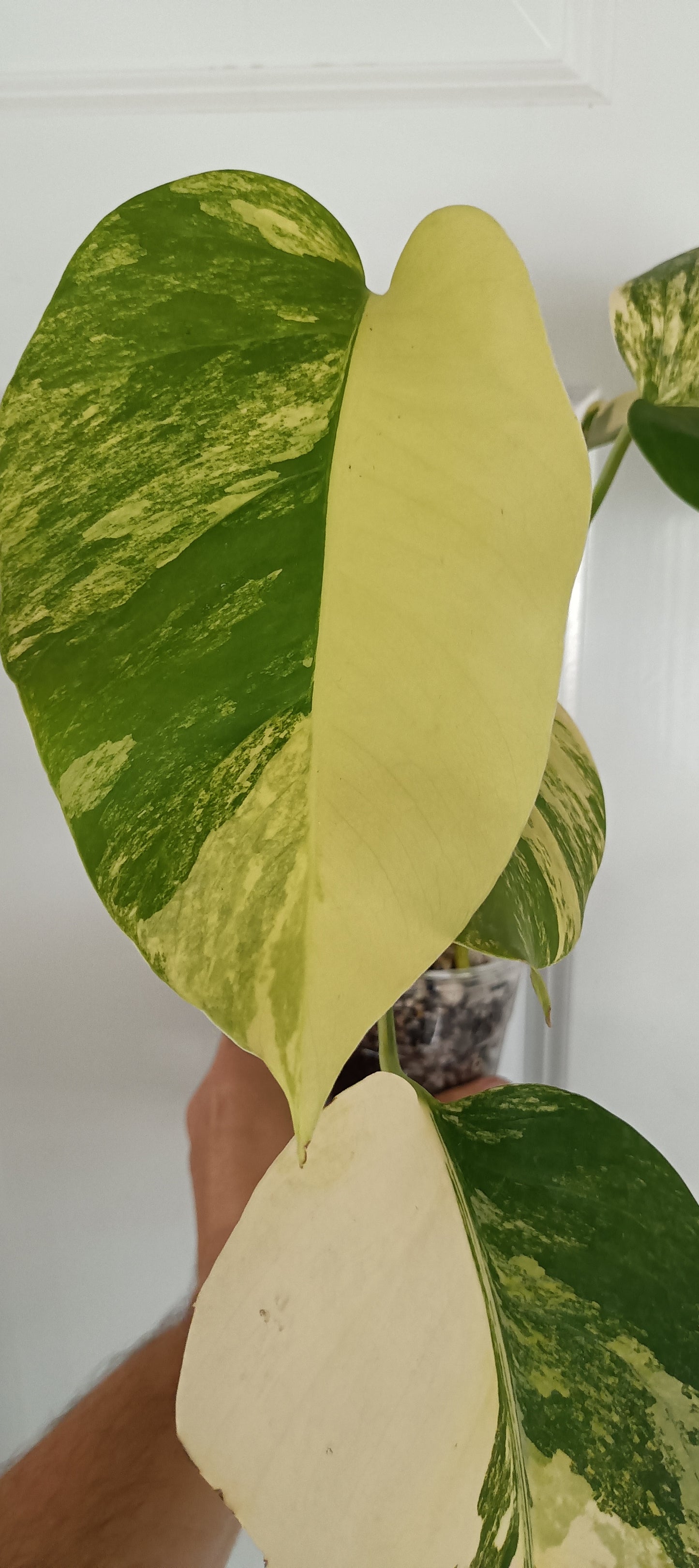 Monstera Aurea reserved for Kristen Erickson