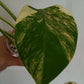 Monstera Aurea reserved for Kristen Erickson