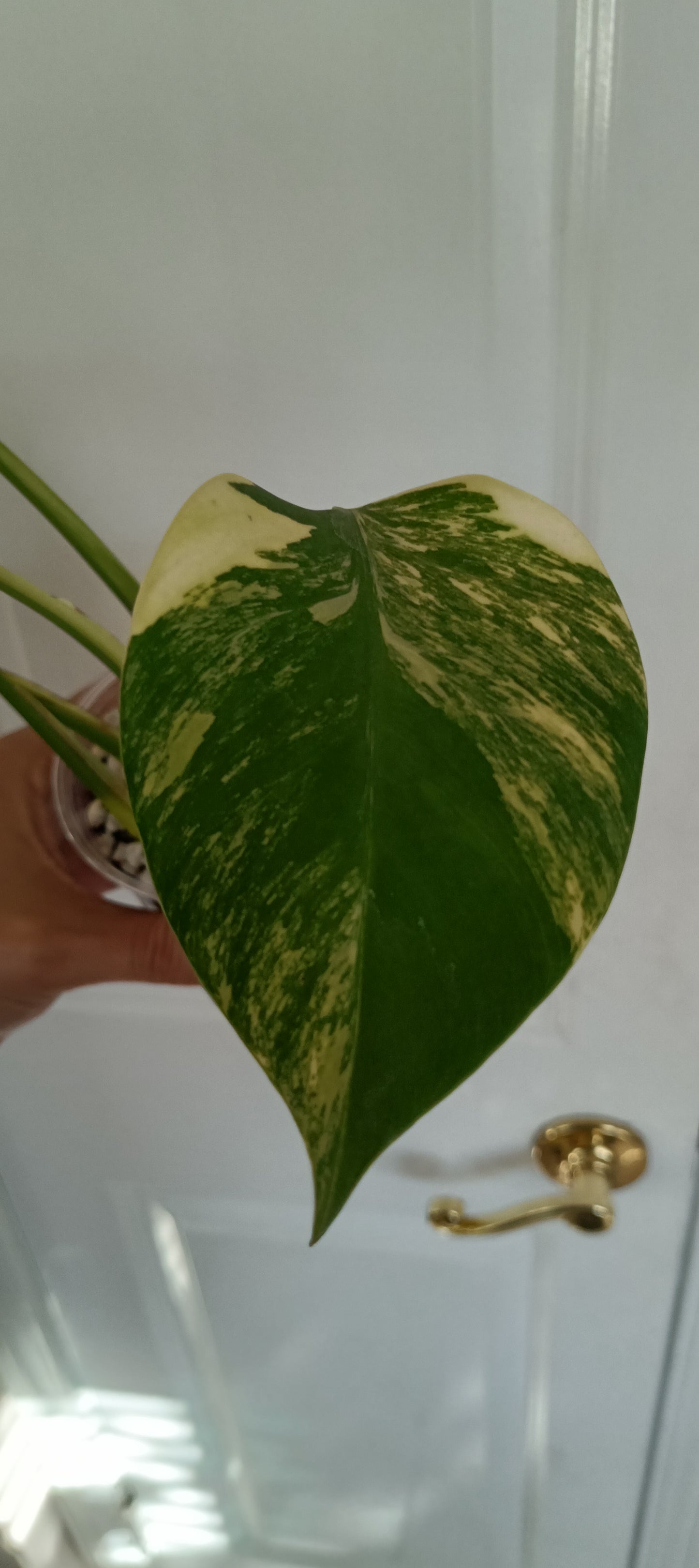 Monstera Aurea reserved for Kristen Erickson