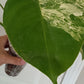 Monstera Aurea reserved for Kristen Erickson