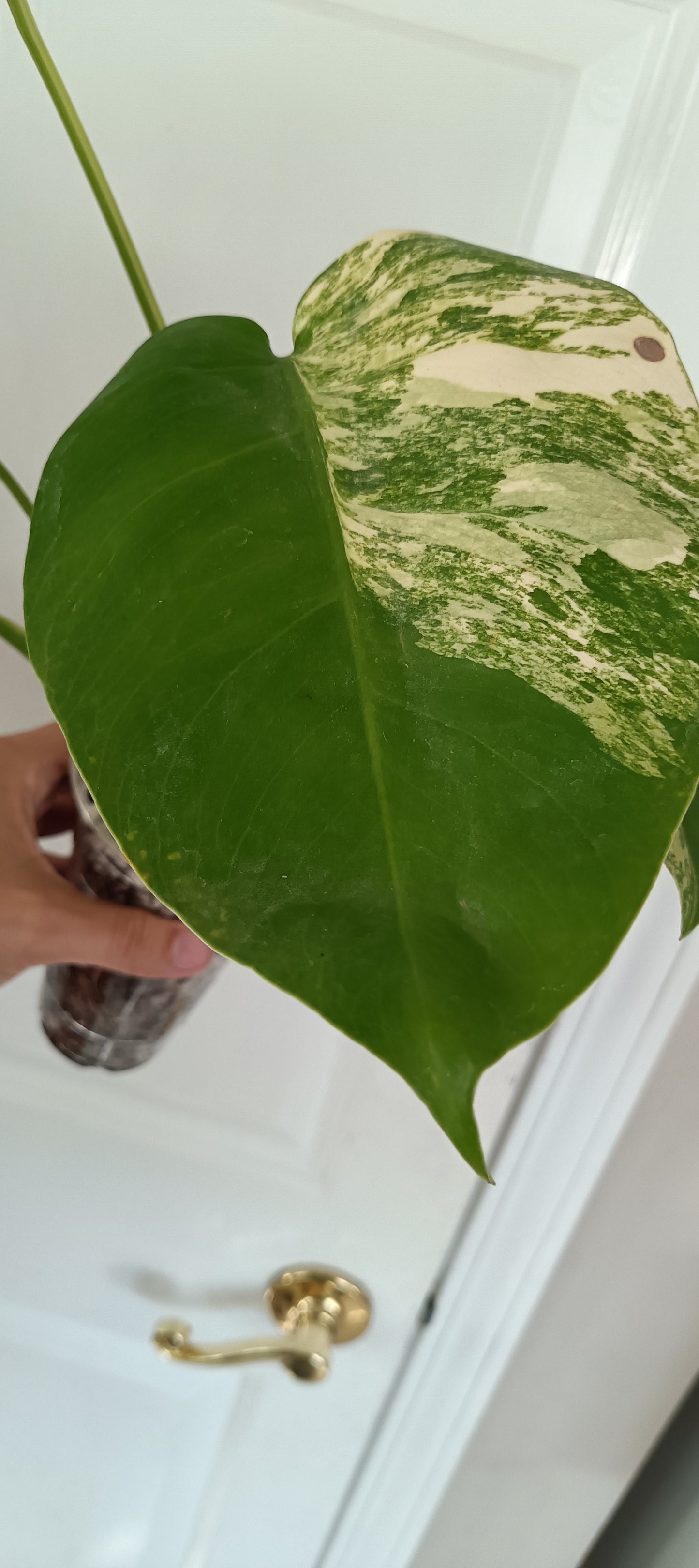 Monstera Aurea reserved for Kristen Erickson