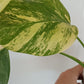Monstera Aurea reserved for Kristen Erickson