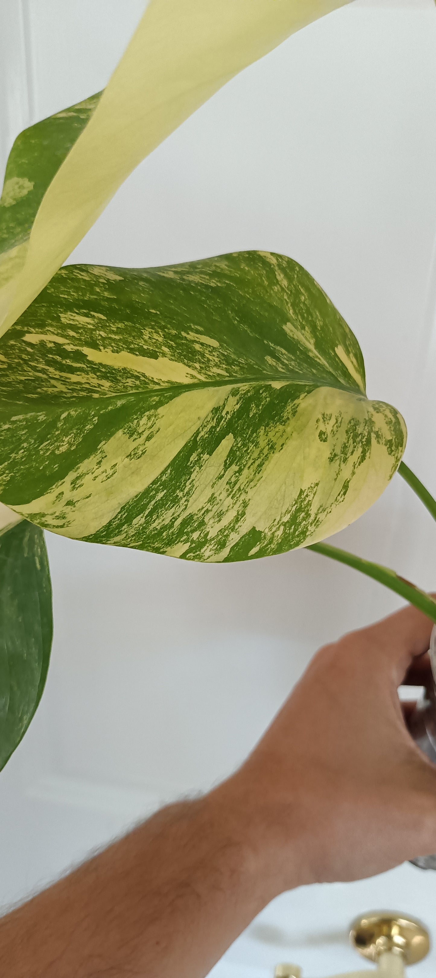 Monstera Aurea reserved for Kristen Erickson
