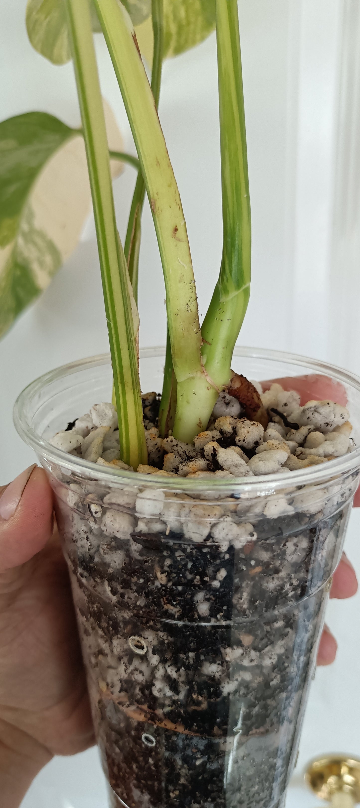 Monstera Aurea reserved for Kristen Erickson
