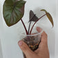 Alocasia Serendipity Var. Reserved for Kamryn Roberts