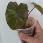 Alocasia Serendipity Var. Reserved for Kamryn Roberts
