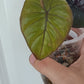 Alocasia Serendipity Var. Reserved for Kamryn Roberts
