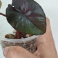 Alocasia Serendipity Var. Reserved for Kamryn Roberts