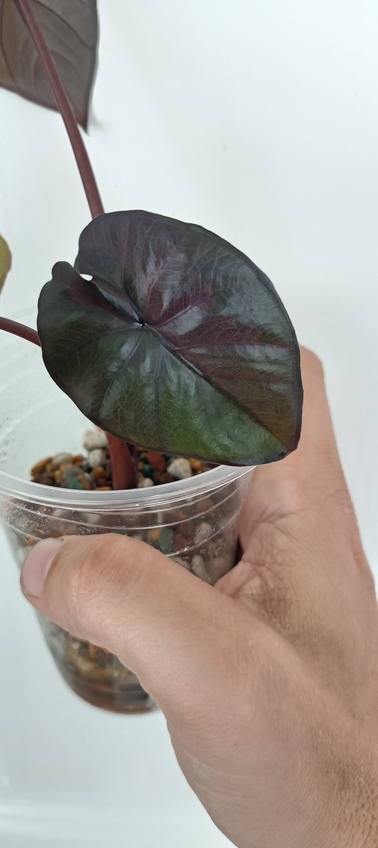 Alocasia Serendipity Var. Reserved for Kamryn Roberts