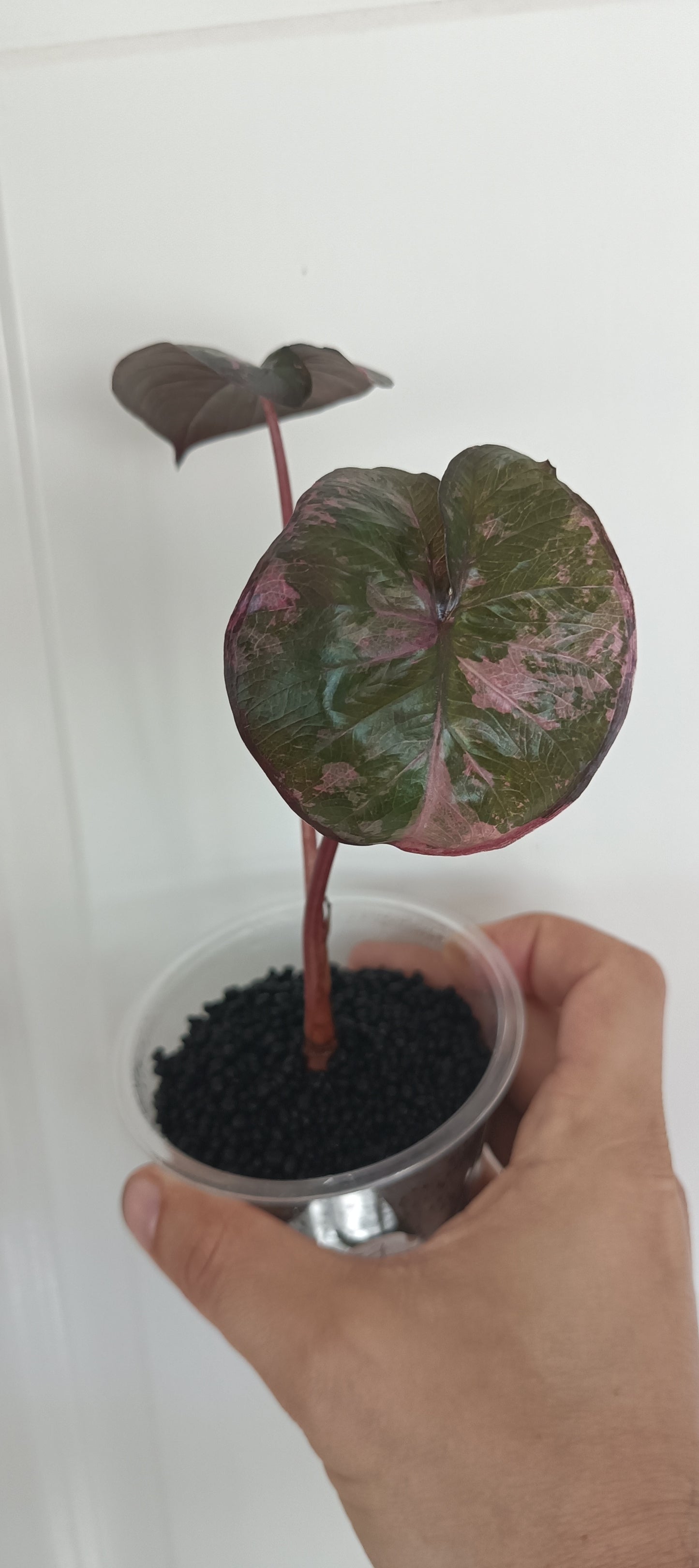 Alocasia Serendipity reserved for Brenda Santos