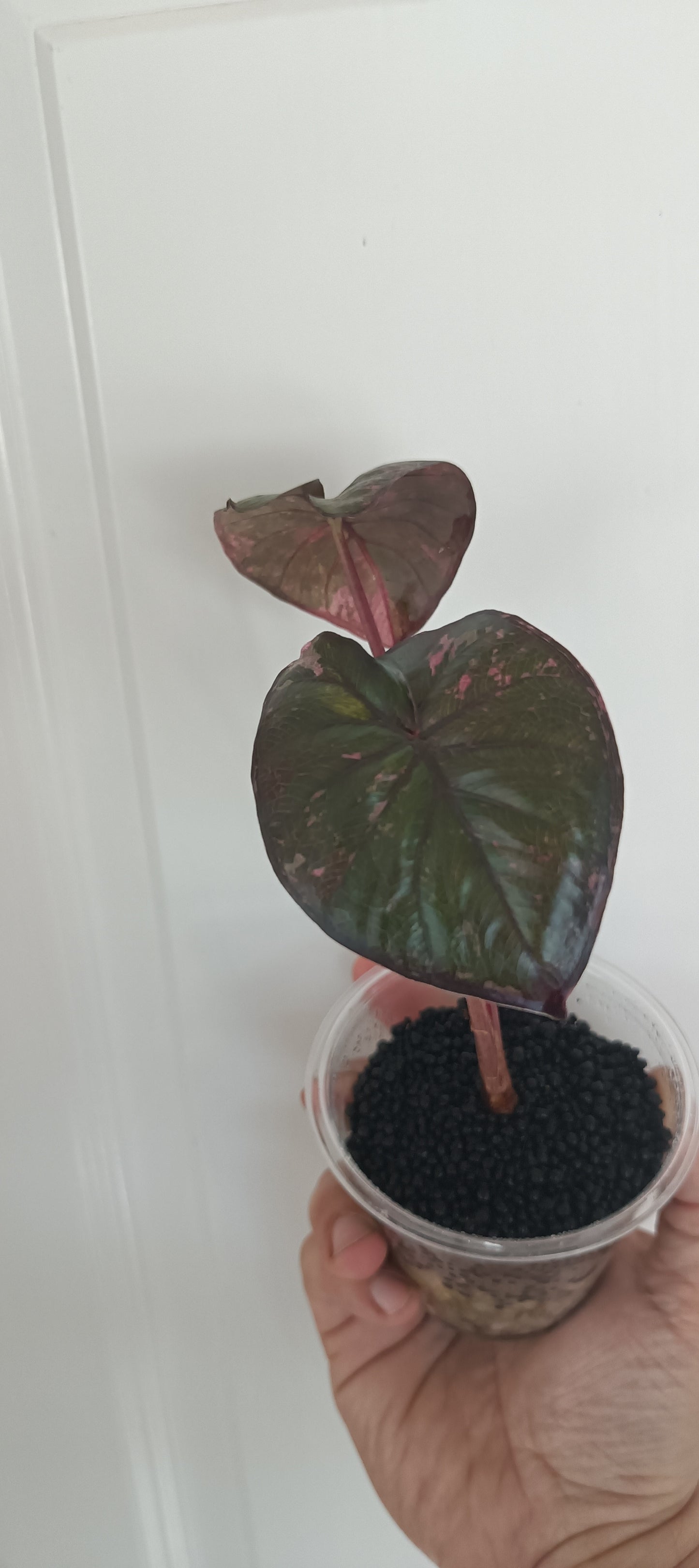 Alocasia Serendipity reserved for Brenda Santos