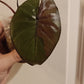 Alocasia Serendipity reserved Kristin Rachinski