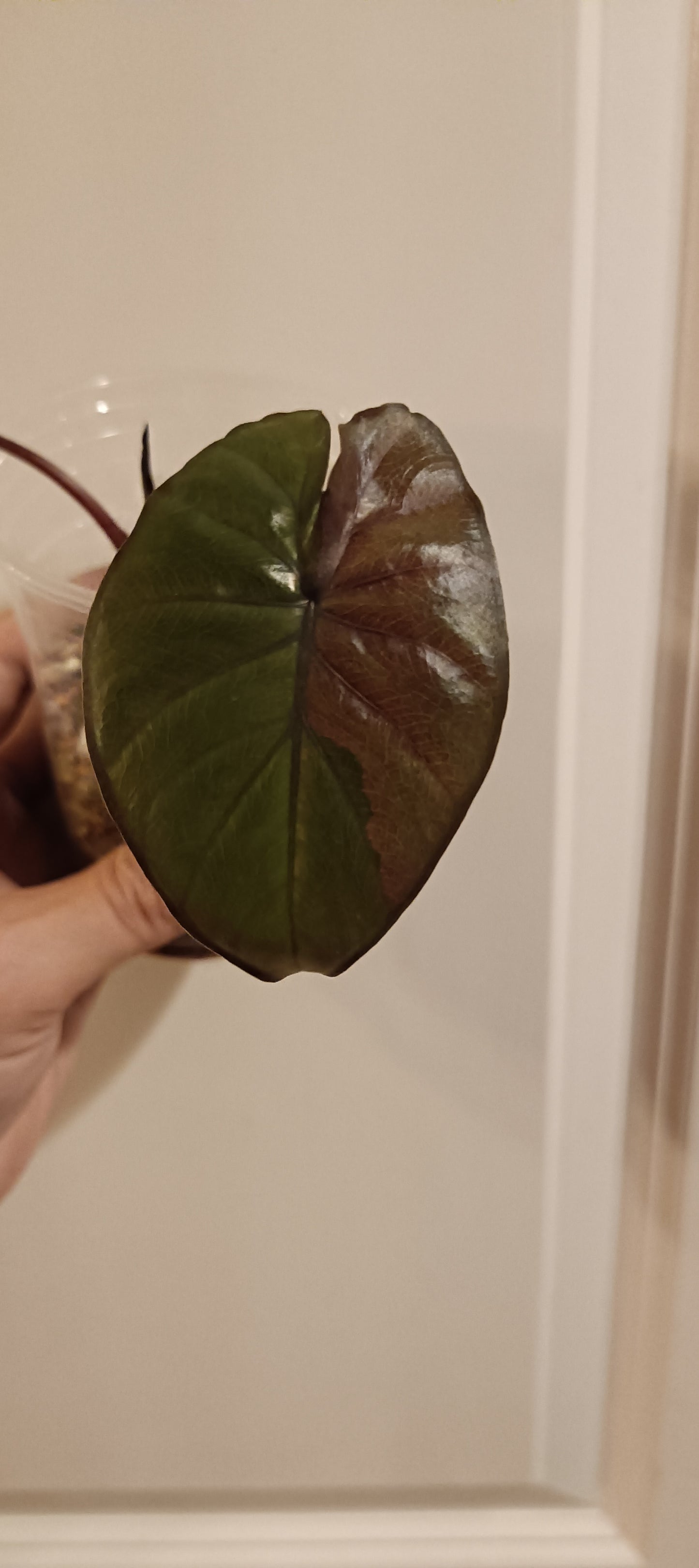 Alocasia Serendipity reserved Kristin Rachinski