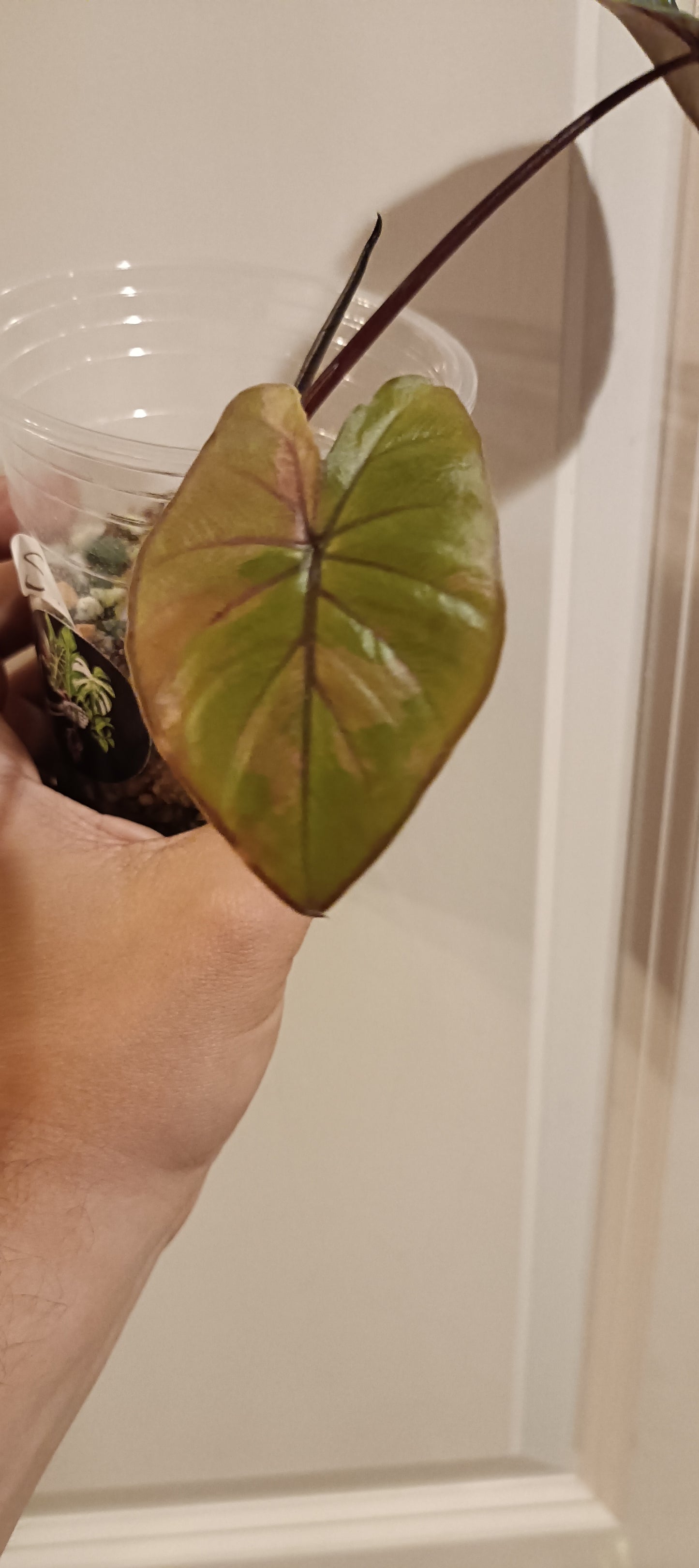 Alocasia Serendipity reserved Kristin Rachinski