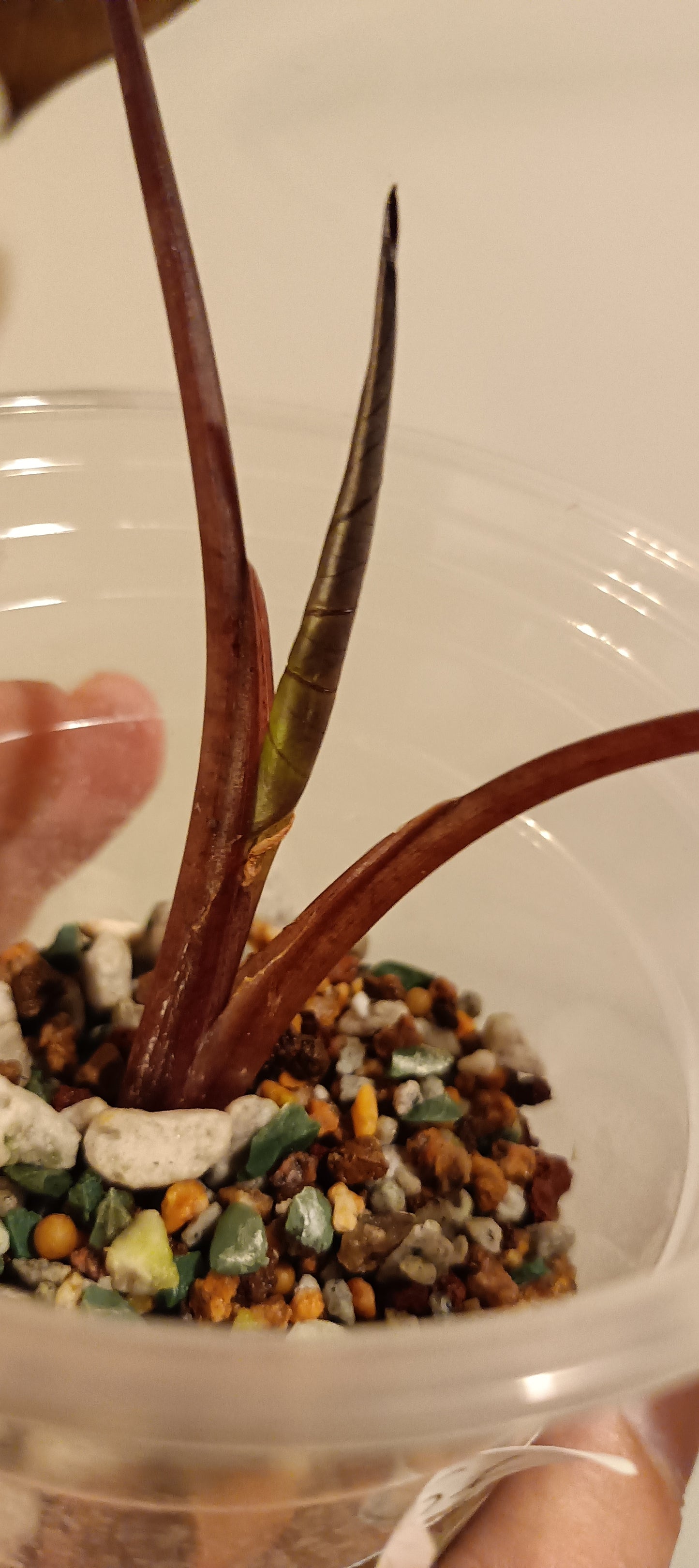 Alocasia Serendipity reserved Kristin Rachinski