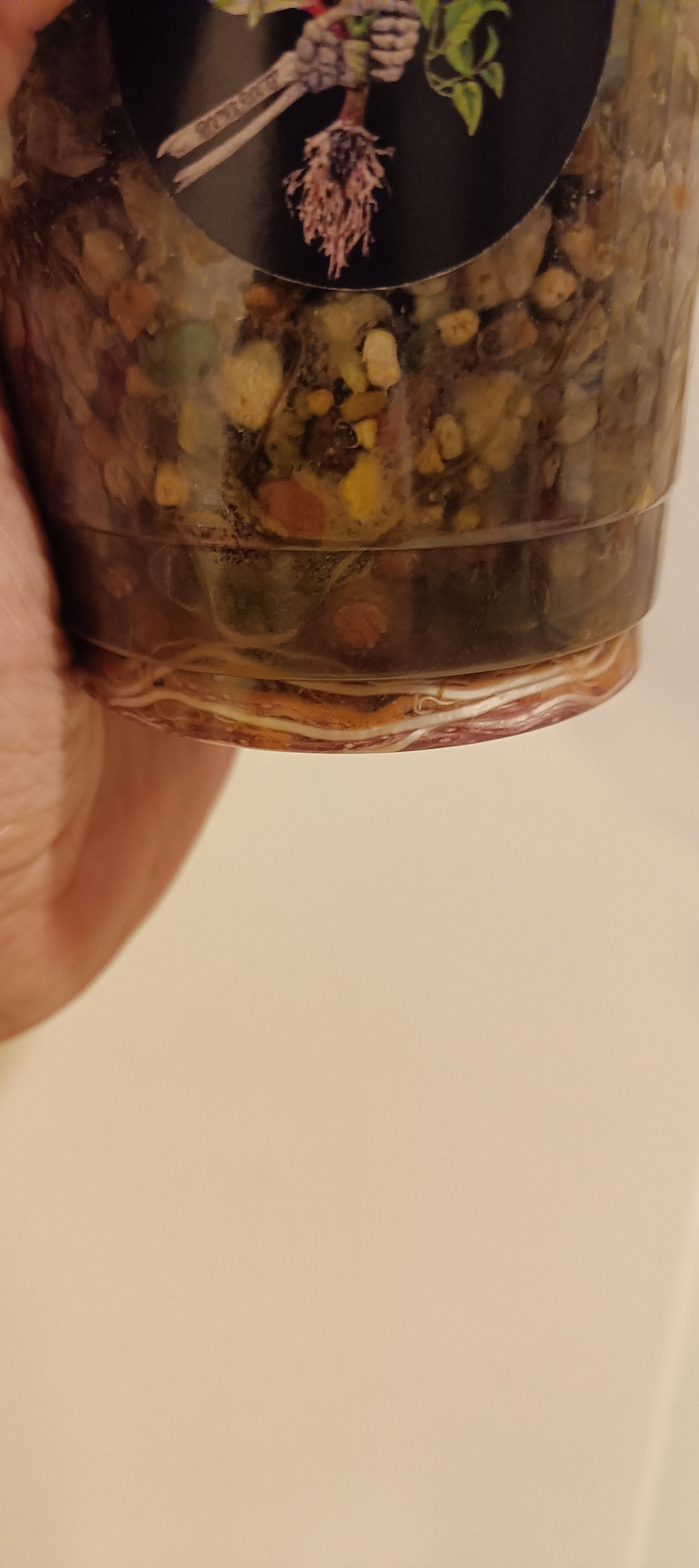 Alocasia Serendipity reserved Kristin Rachinski