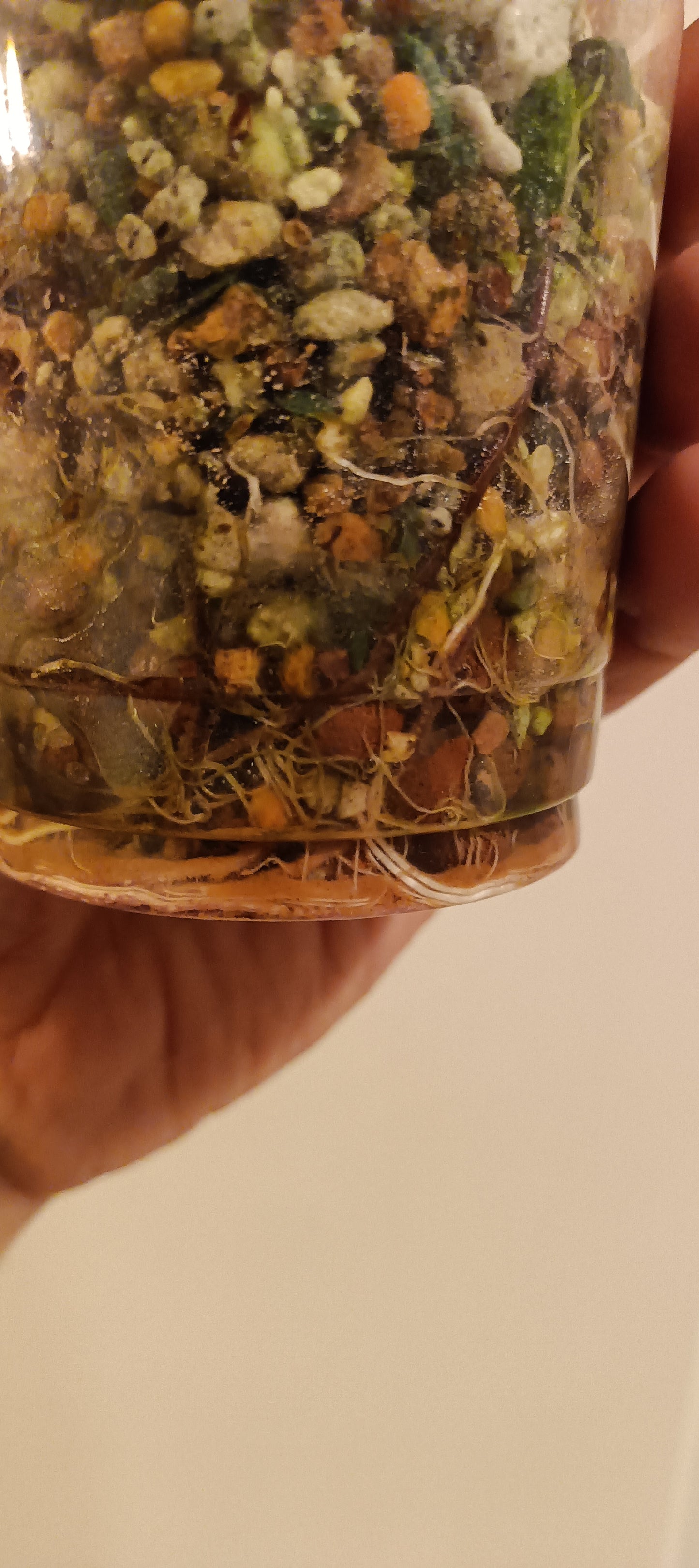 Alocasia Serendipity reserved Kristin Rachinski