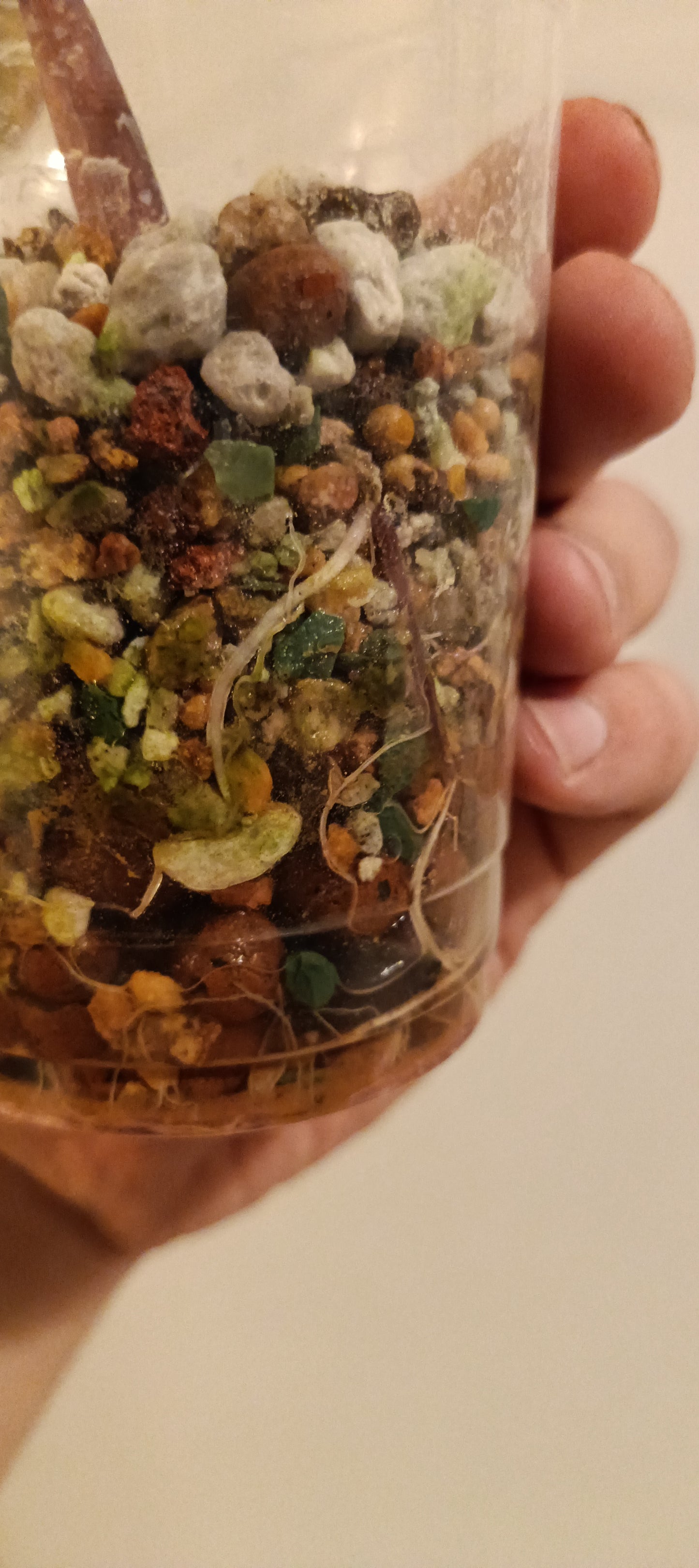 Alocasia Serendipity reserved Kristin Rachinski