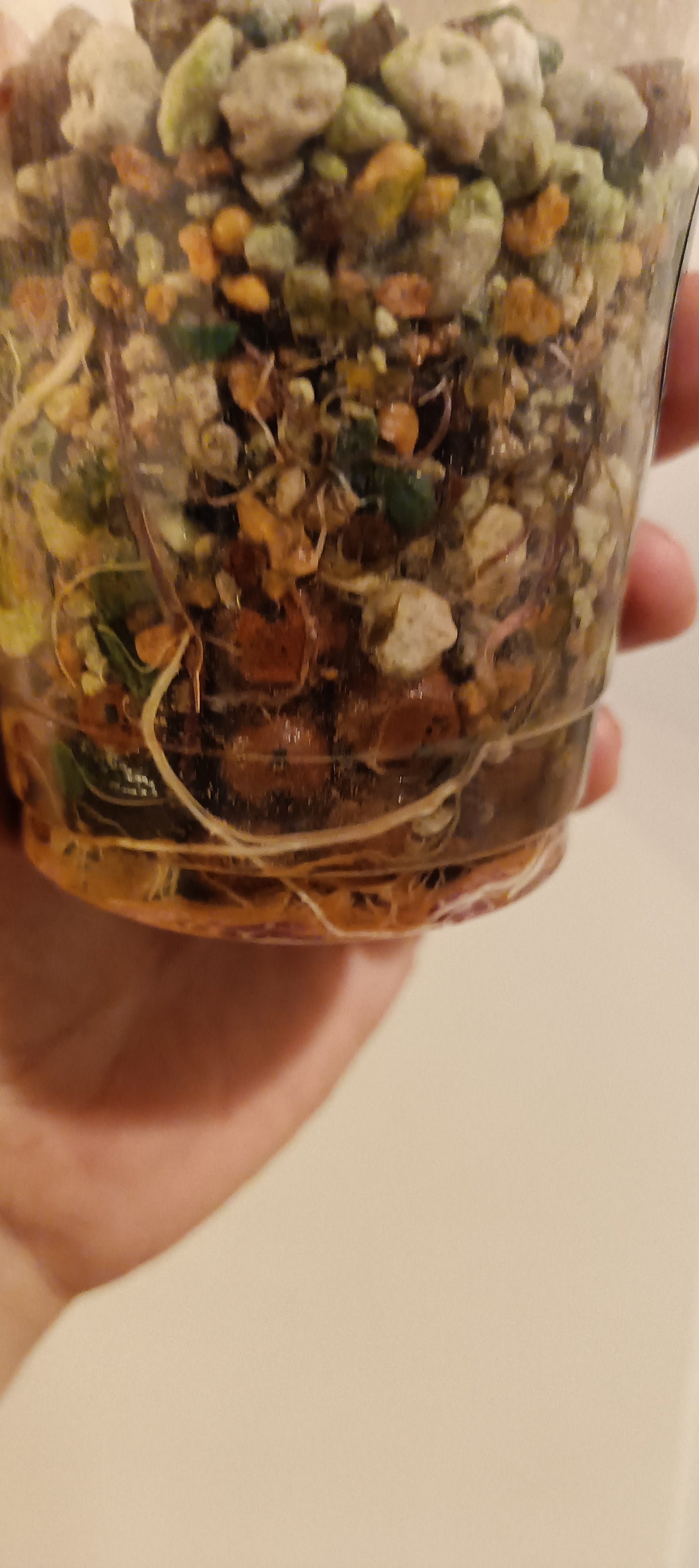 Alocasia Serendipity reserved Kristin Rachinski