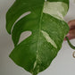 Monstera top cut T13 reserved for Heather Snellings