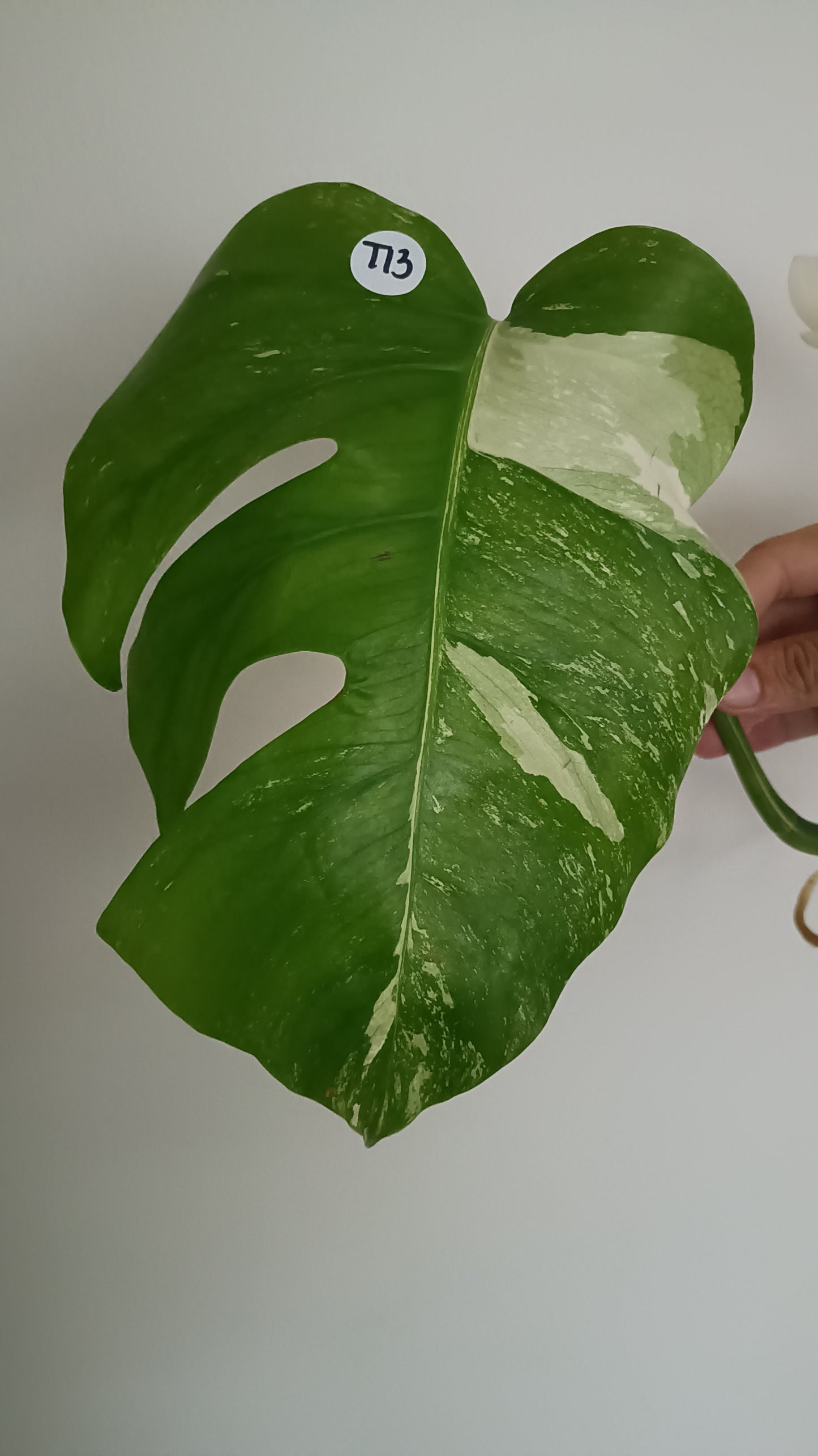 Monstera top cut T13 reserved for Heather Snellings