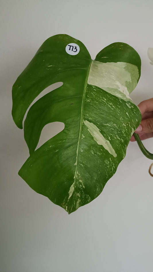 Monstera top cut T13 reserved for Heather Snellings