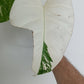 Monstera top cut T13 reserved for Heather Snellings