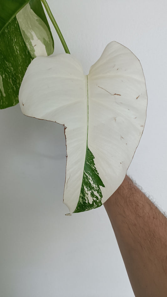 Monstera top cut T13 reserved for Heather Snellings