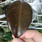 Philodendron Orange Princess reserved for Deanna McKenzie