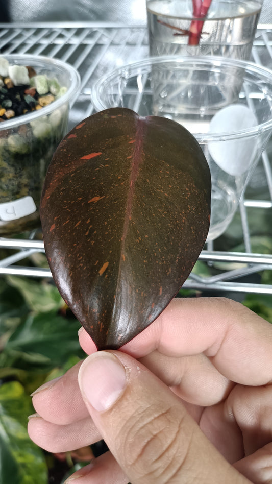 Philodendron Orange Princess reserved for Deanna McKenzie