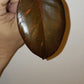 Philodendron Orange Princess reserved for Deanna McKenzie