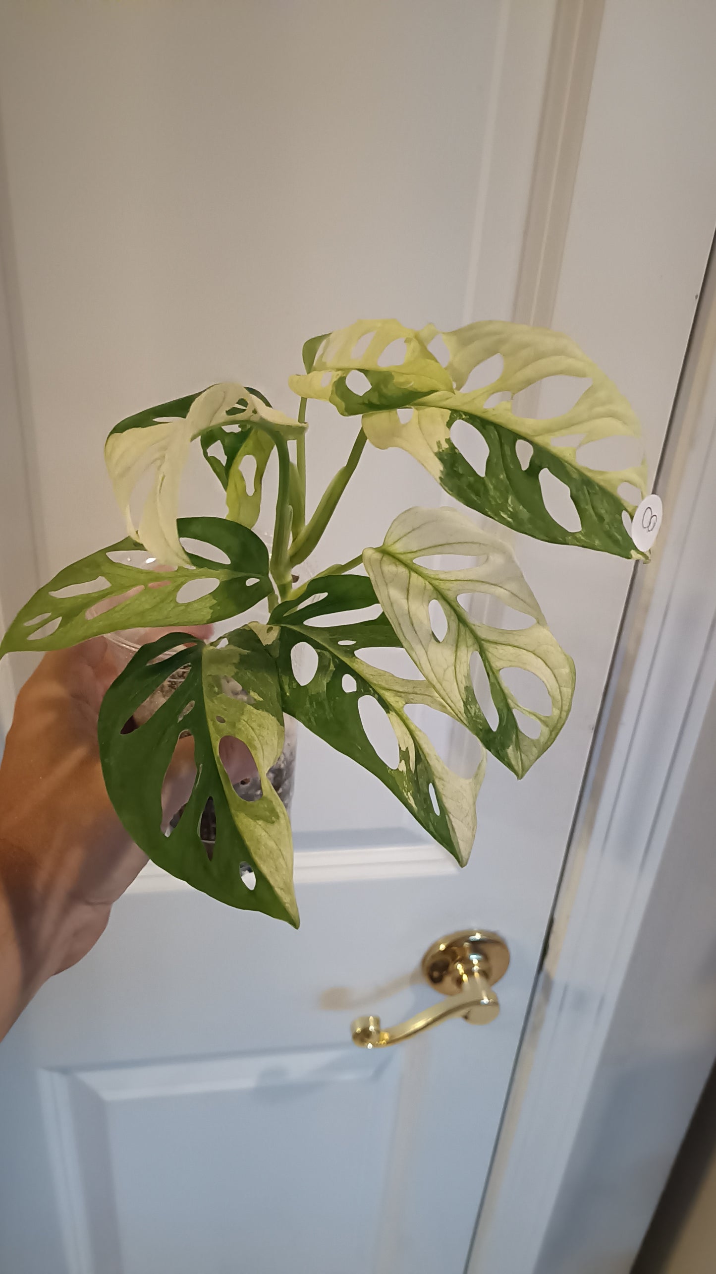 Adansonii #8 reserved for Leslie Esquivel