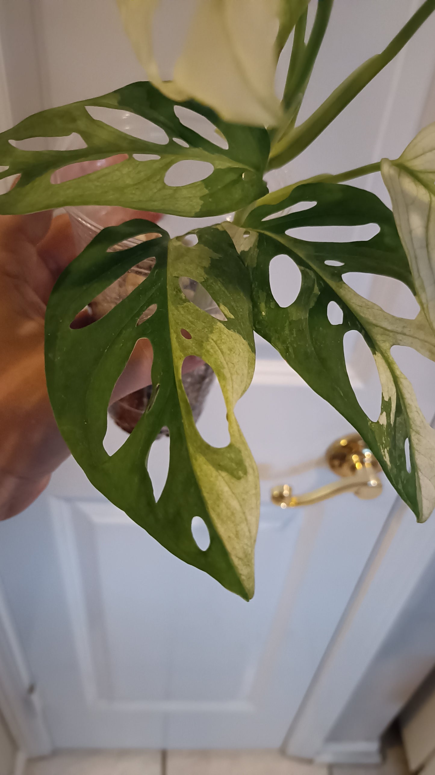 Adansonii #8 reserved for Leslie Esquivel