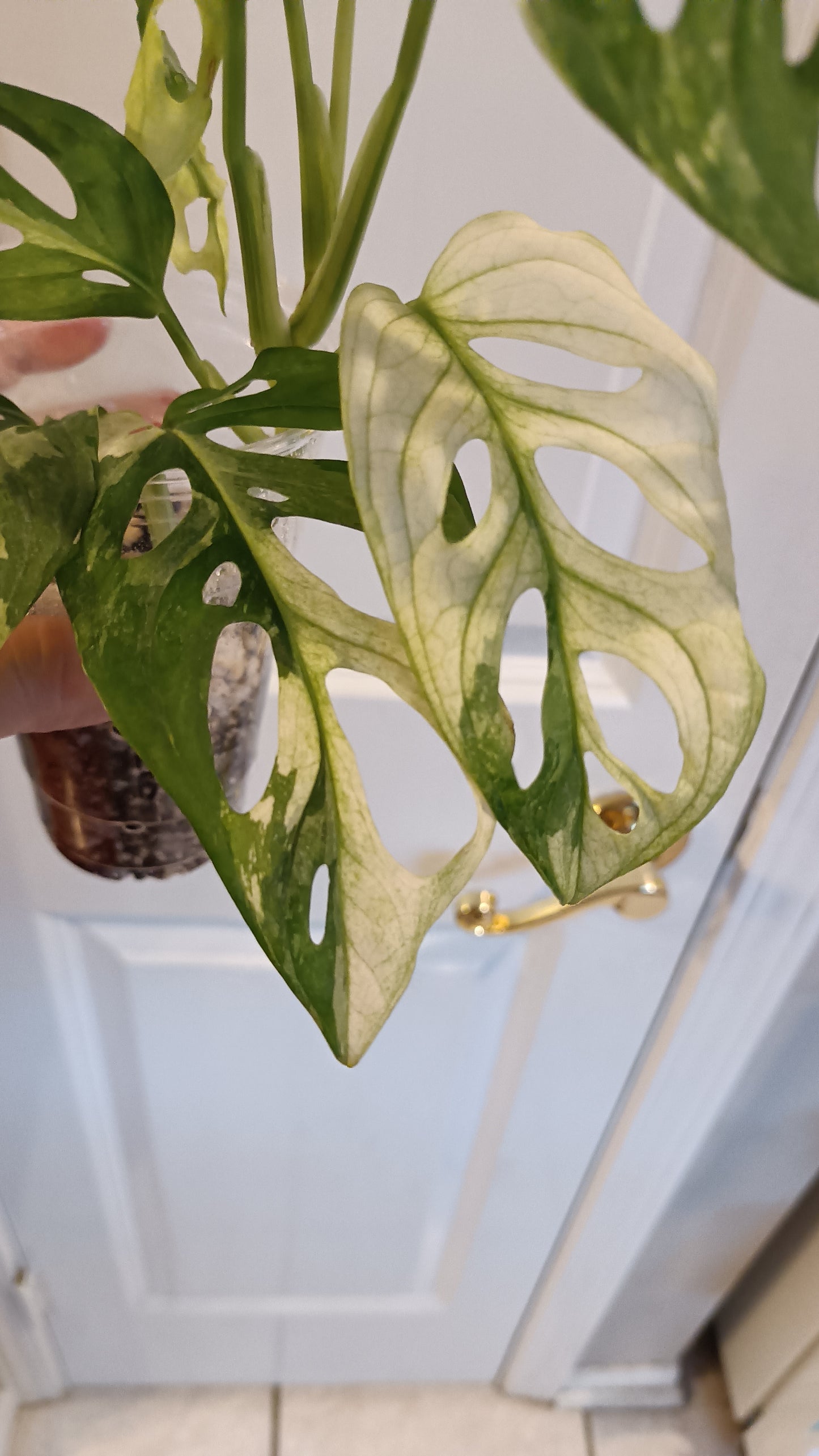 Adansonii #8 reserved for Leslie Esquivel