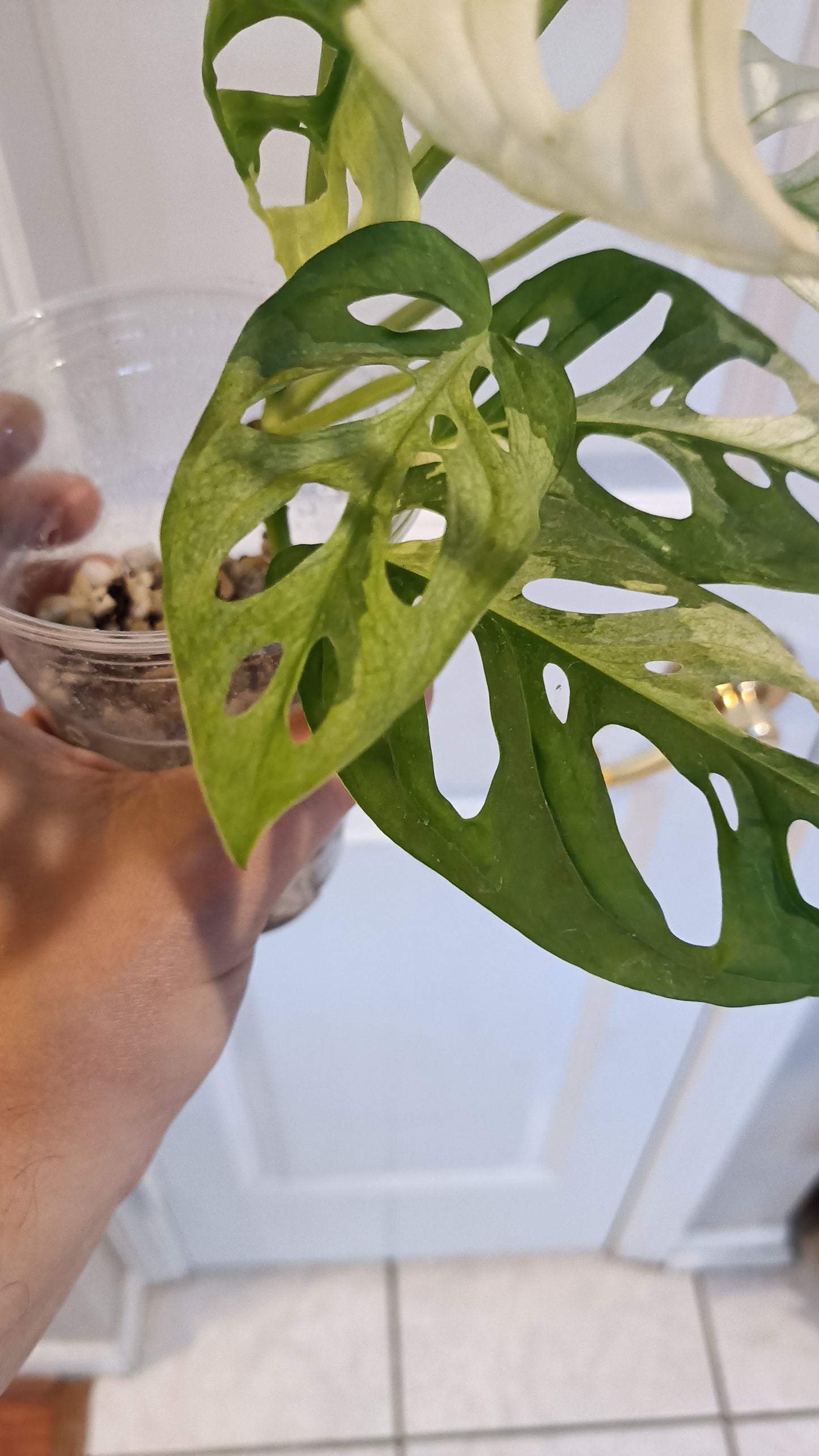 Adansonii #8 reserved for Leslie Esquivel