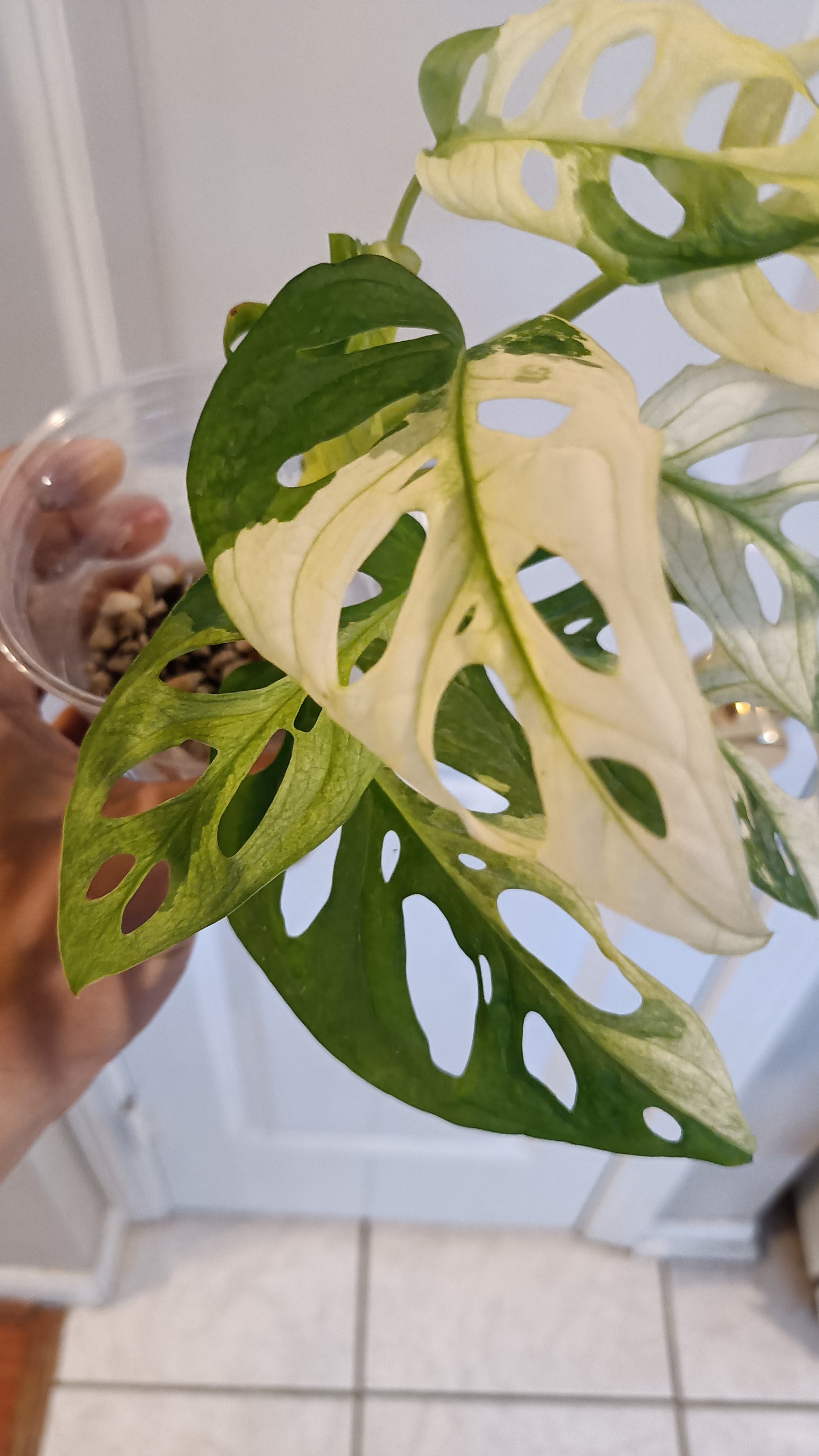 Adansonii #8 reserved for Leslie Esquivel