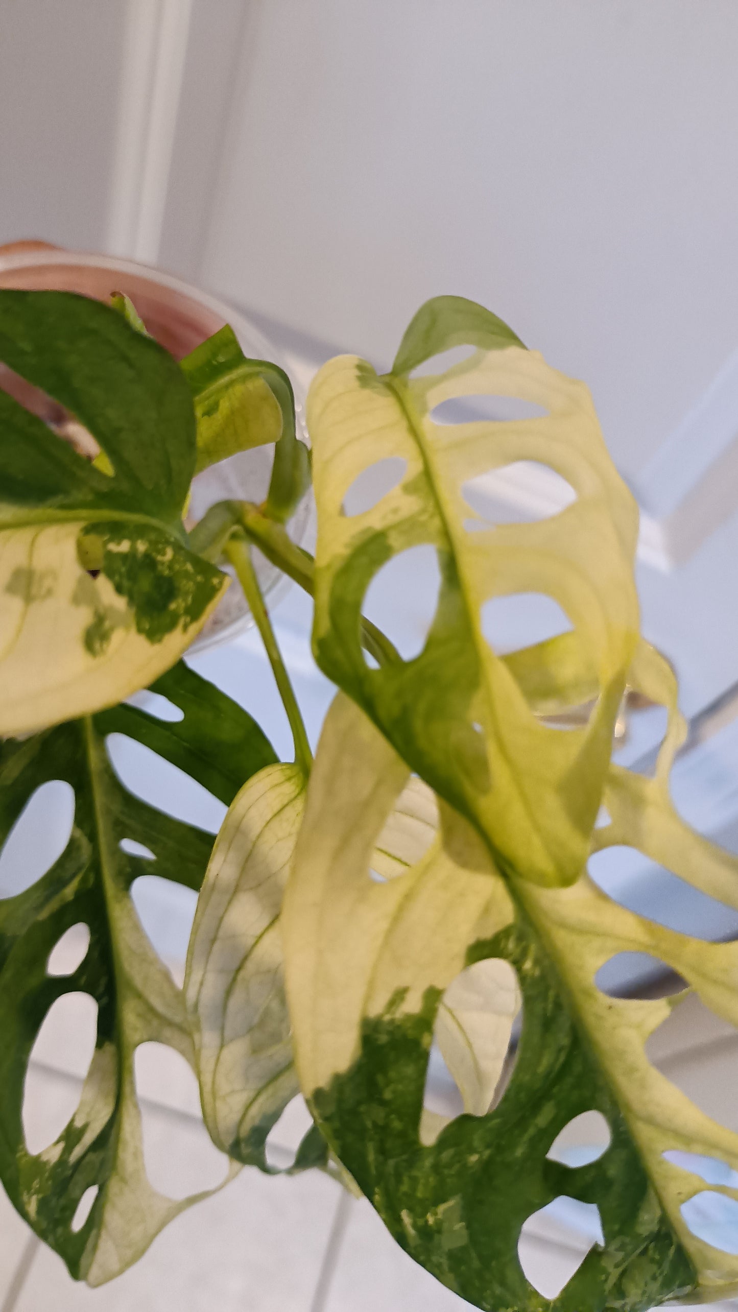 Adansonii #8 reserved for Leslie Esquivel