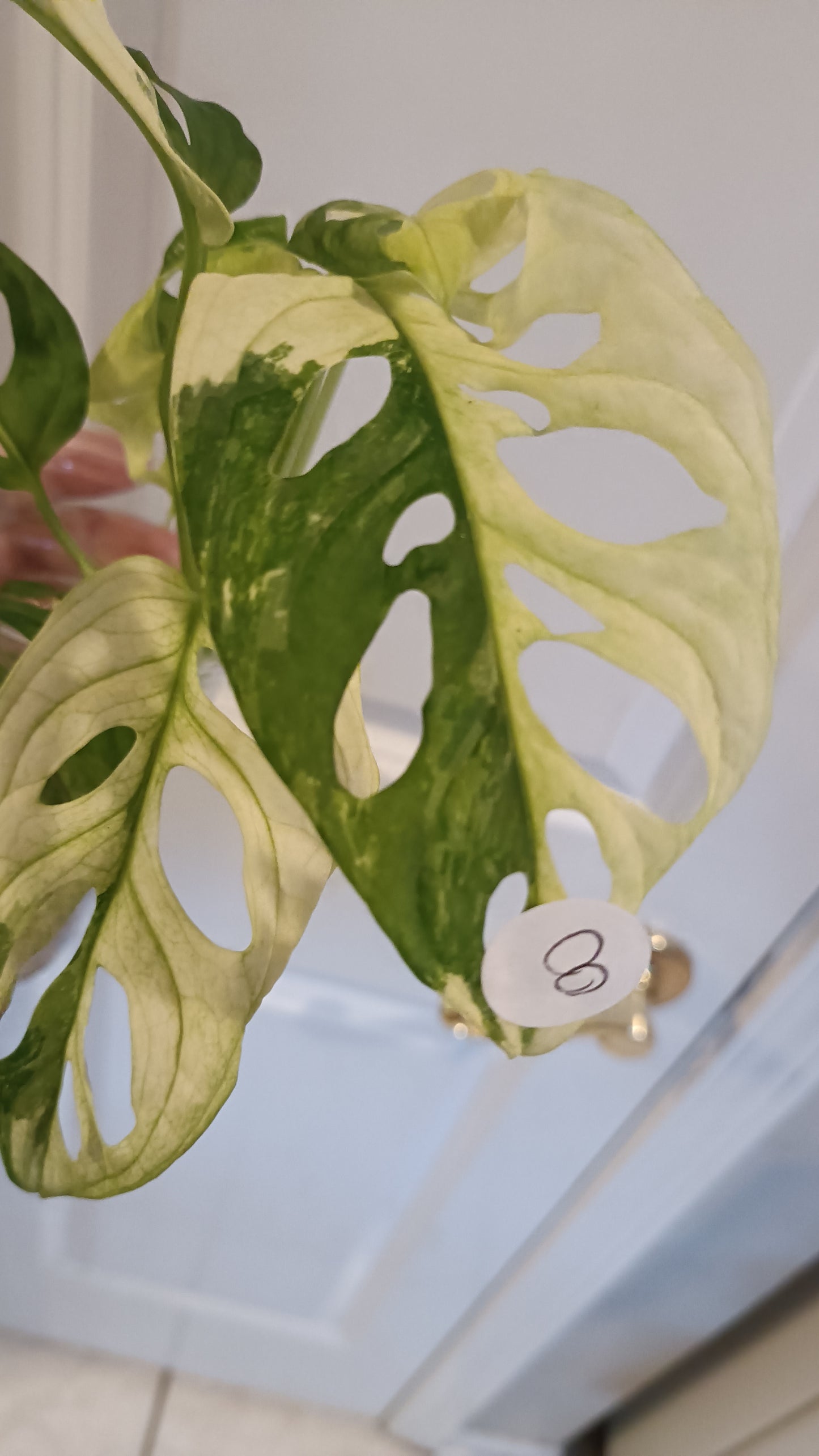 Adansonii #8 reserved for Leslie Esquivel