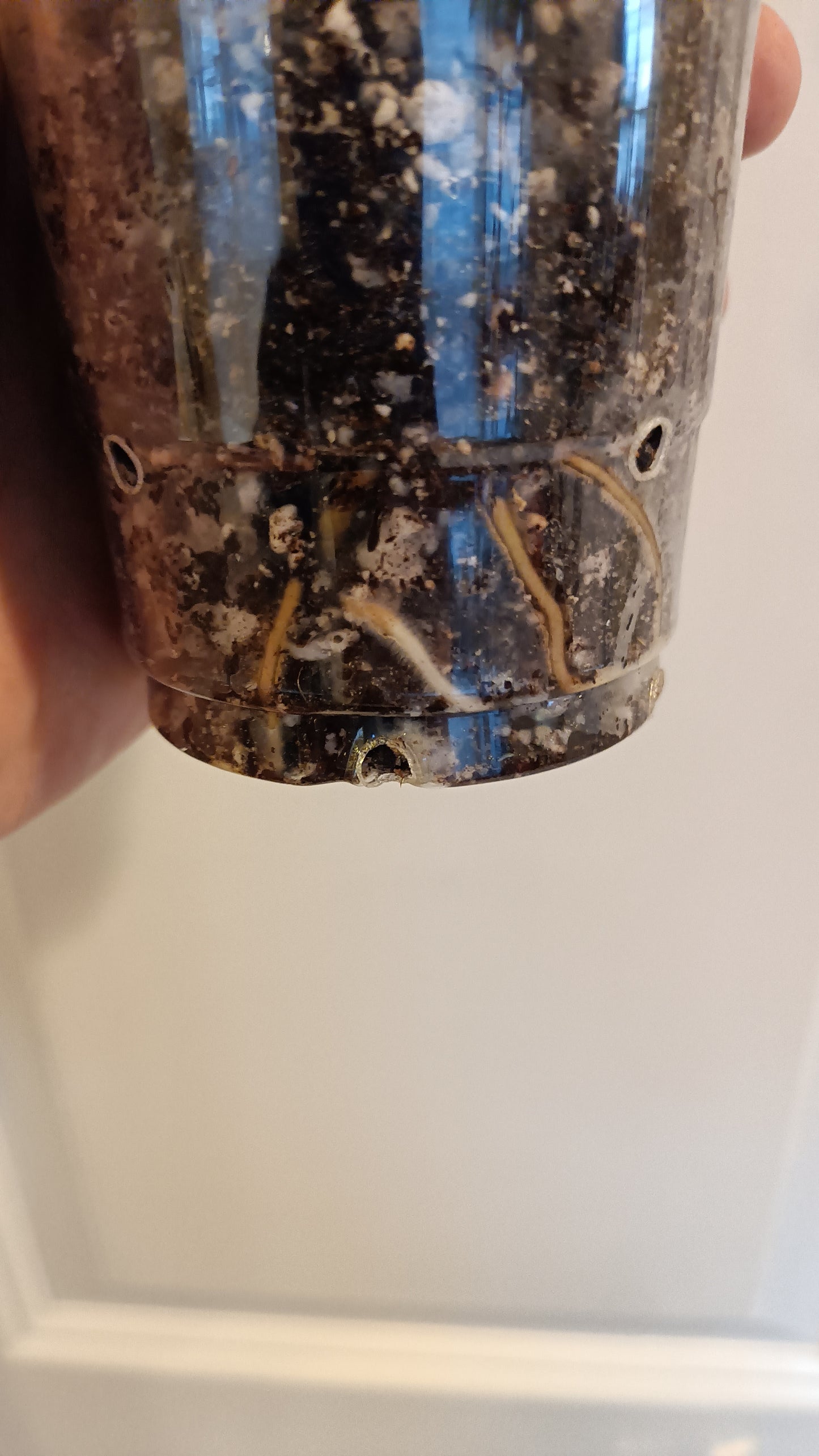 Adansonii #8 reserved for Leslie Esquivel