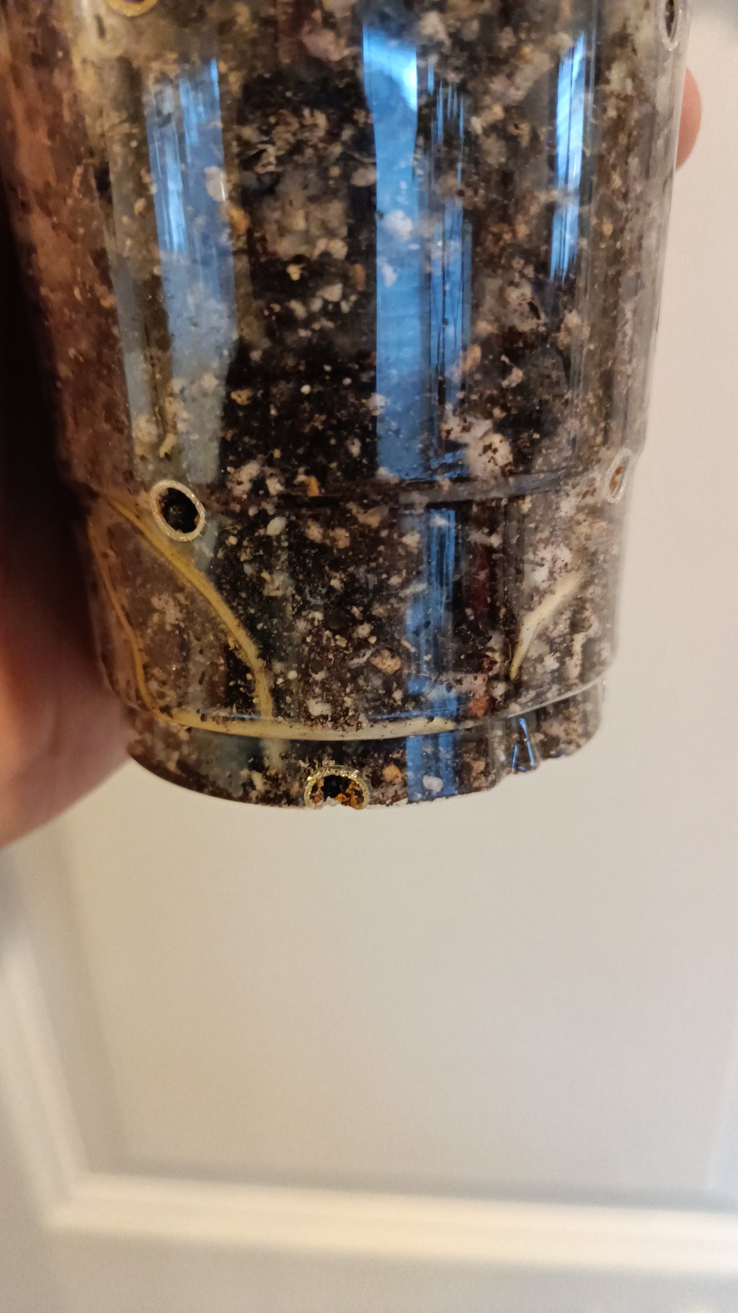 Adansonii #8 reserved for Leslie Esquivel